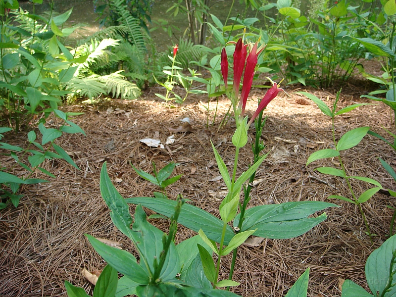 225 Longwood Gardens [2008 August 23].JPG - Longwood Gardens in Pennsylvania